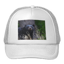 oso gorros  
