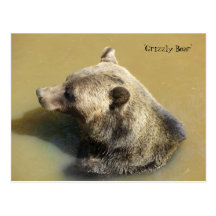 Oso grizzly en el agua postal