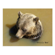 Oso grizzly en el agua tarjeta postal