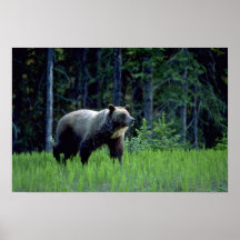 Oso grizzly en prado impresiones