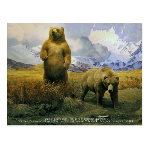 oso marrón de Alaska Postal
