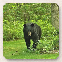 Oso negro del patio trasero posavaso