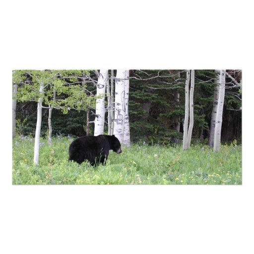 Oso negro en las tarjetas de la foto de los abedul tarjetas fotográficas personalizadas