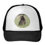 Oso negro gorra