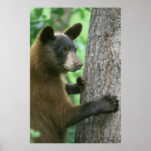 Oso negro poster