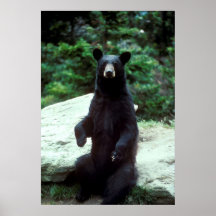 Oso negro poster