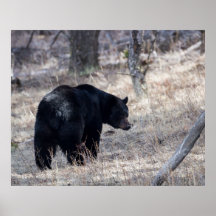 Oso negro posters