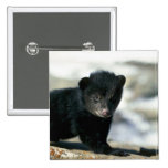 Oso-pequeño cachorro negro pin