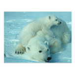 Oso polar con el cachorro tarjeta postal