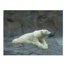 Oso polar del día perezoso postales