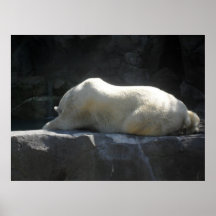 Oso polar Dreamin Posters