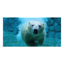 Oso polar en agua tarjetas fotográficas personalizadas