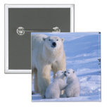 Oso polar femenino que se coloca con 2 Cubs en ell Pins