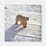 Oso polar iman de frigorífico