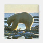 Oso polar imán para frigorifico