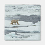 Oso polar iman para frigorífico
