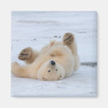 oso polar, maritimus del Ursus, cachorro que rueda Iman