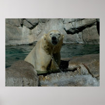 Oso polar mojado poster