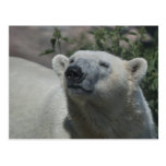 Oso polar postal