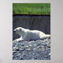 Oso polar que descansa, perfil izquierdo poster
