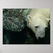 Oso polar suave impresiones