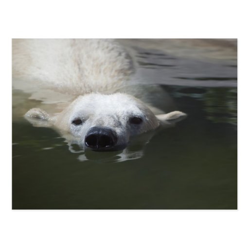 Oso polar tarjetas postales