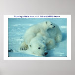 Oso polar y cachorro impresiones