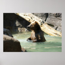 OSO QUE SE COLOCA EN PEGA DEL LAGO POSTER