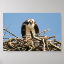 Osprey el ave rapaz, sentándose en aquí jerarquiza poster