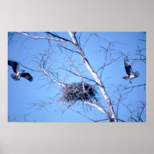 Osprey Posters