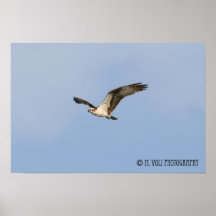 Osprey Posters