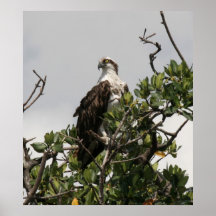 Osprey Posters