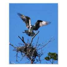 Osprey que construye la jerarquía arte fotográfico
