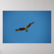 Osprey "rey del río muerto " poster