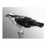 Osprey Tarjetas Postales