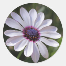 Osteospermum Pegatina Redonda