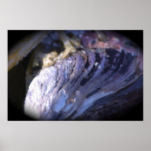 Ostra Shell Posters