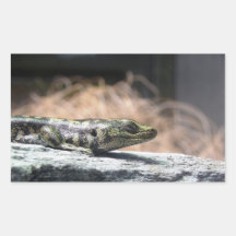 Otago Skink Rectangular Altavoces
