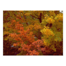 Otoño #2 impresión fotográfica