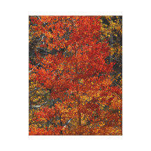 Otoño Aspen Impresión En Lona Estirada