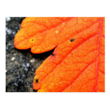 Otoño de Nueva Inglaterra Postal