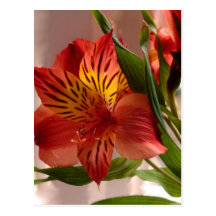 Otoño del Alstroemeria Tarjeta Postal