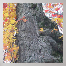 Otoño Ent Impresiones