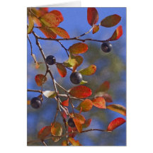 Otoño Sparkleberry Felicitacion
