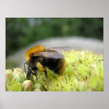 Otro más manosee la abeja poster