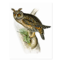 Otus espigado largo del asio del búho del vintage tarjetas postales