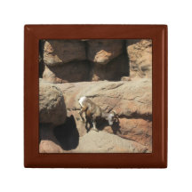 Ovejas de Bighorn Caja De Recuerdo