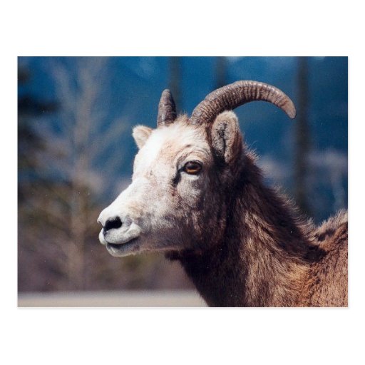 Ovejas de Bighorn de la montaña rocosa Tarjetas Postales