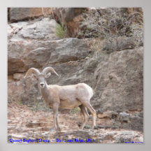 Ovejas de Bighorn del desierto Posters