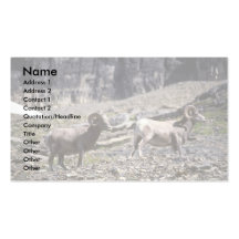 Ovejas de Bighorn (espolones del soltero) Tarjetas De Visita